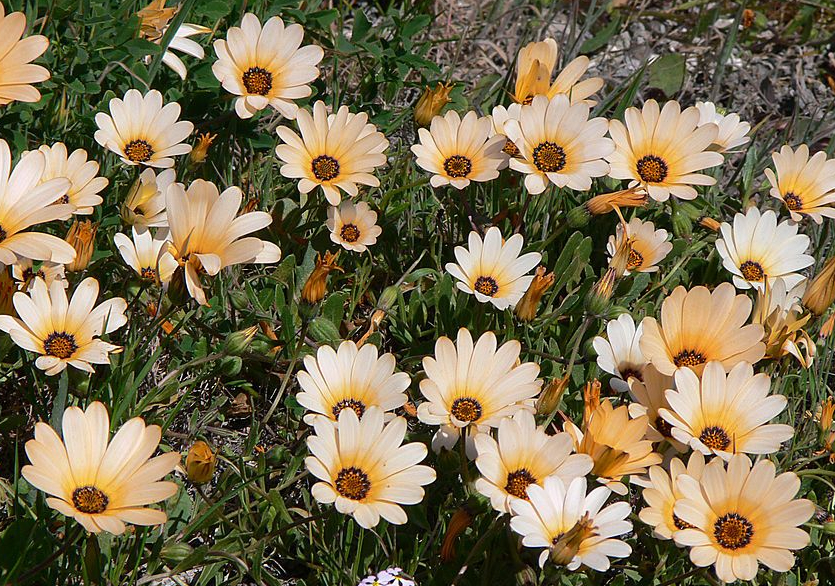 Arctotis_stoechadifolia_P._J._Bergius,_Frühlingsblüte_West_Coast_N.P._P1030626